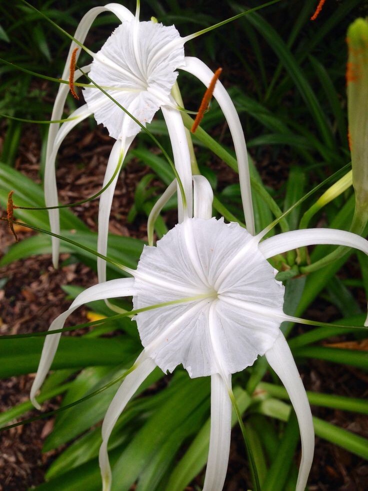 White Spider Lily Hymenocallis/Peruvian daffodil | Bare-root