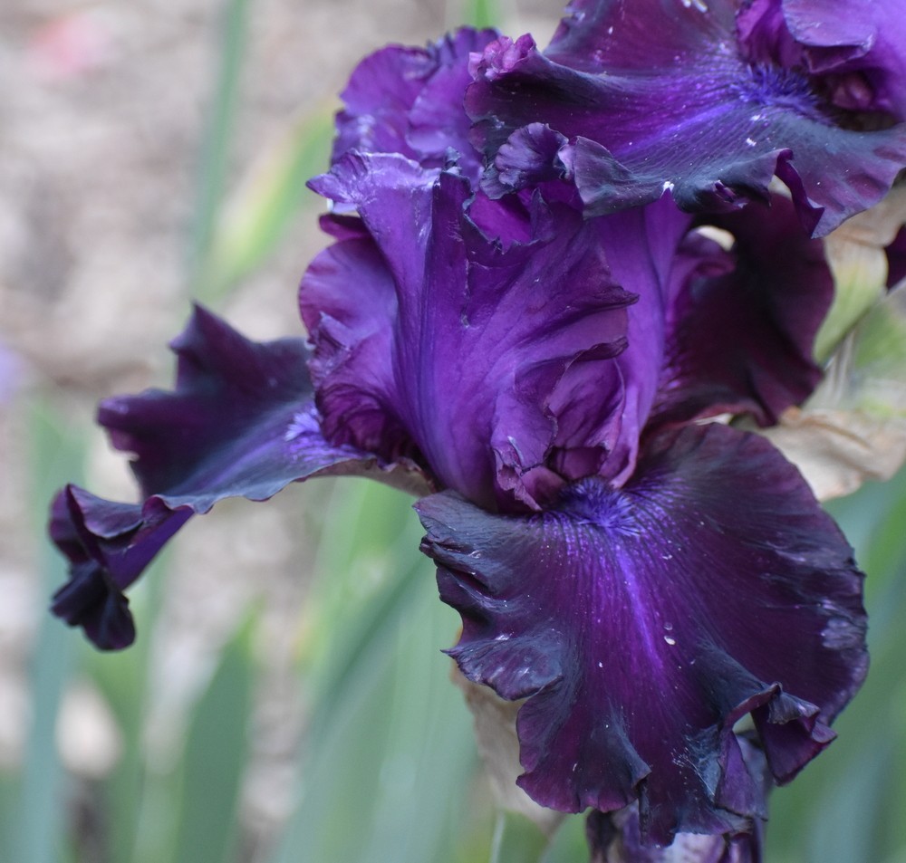 private listing ‘ Tall Bearded Iris Rhizome PRE-SALE to Ship Aug/Sept
