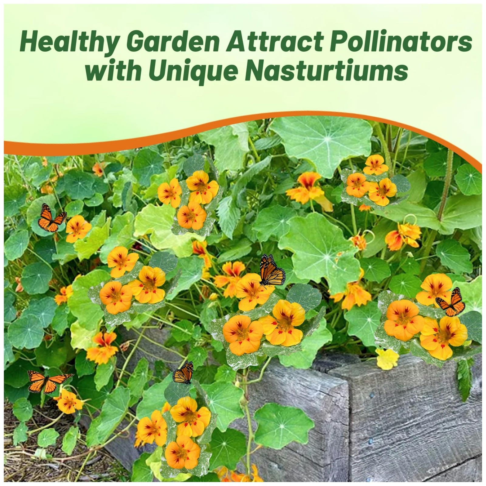 Tom Thumb Ladybird Nasturtium Seeds 200 Pcs for Vibrant Garden Blooms