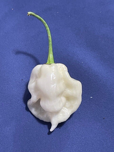 100+ Random SUPERHOT Pepper Seeds Individually Labeled Over 40 Different Kinds