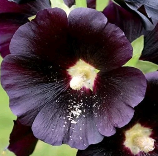 Nigra Hollyhock Seeds Large Black Deep Red Flowers Free Shipping