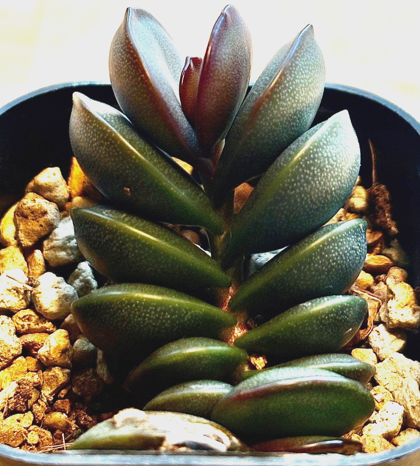Adromischus subdistichus ex. Steven Hammer succulent cactus