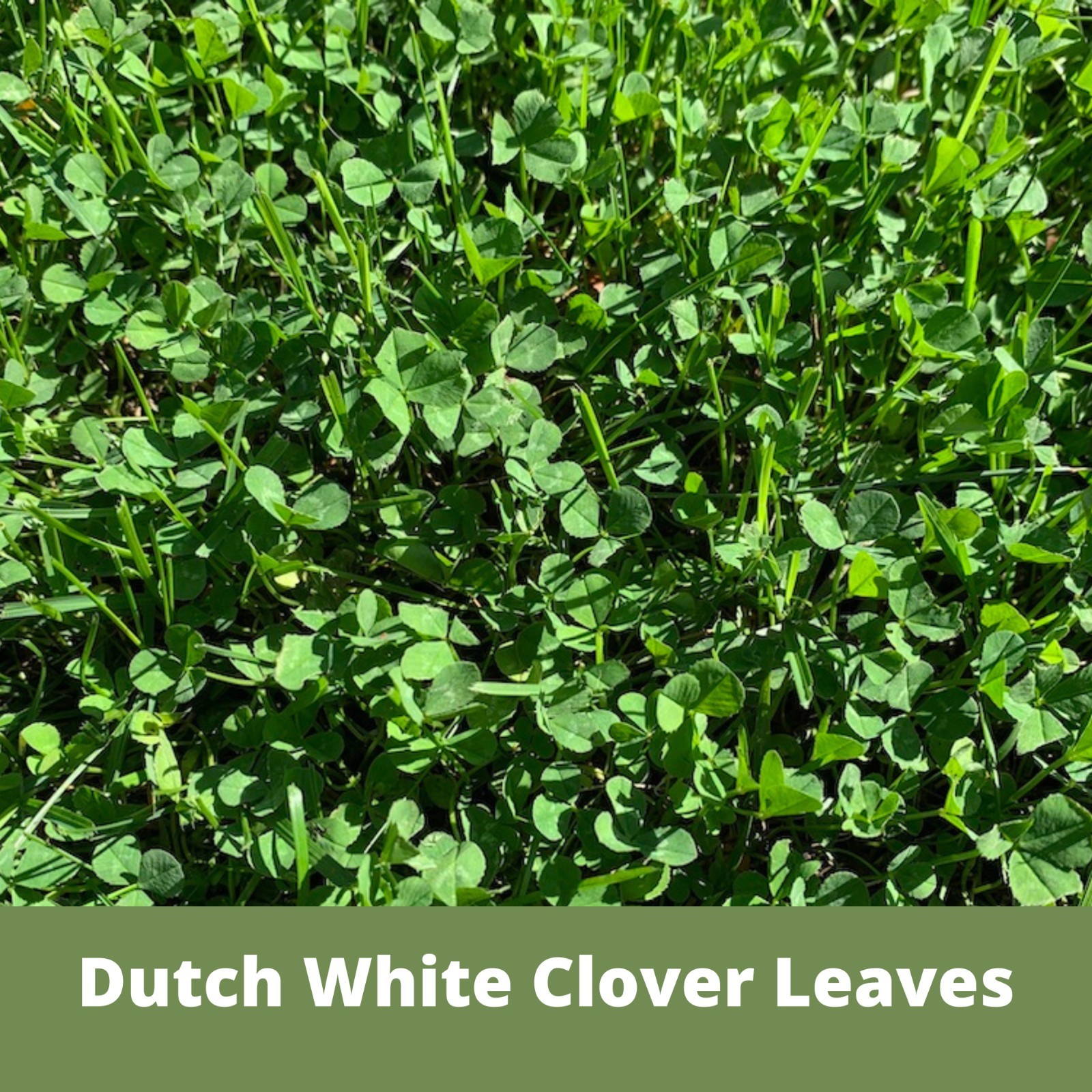 Dutch White Clover Seed, Easy Spread Shaker, Organic Coated, Low Maintenance