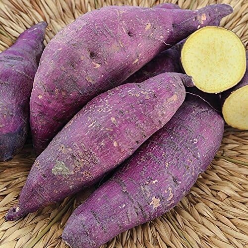 Murasaki Purple Sweet Potato Slips (3)