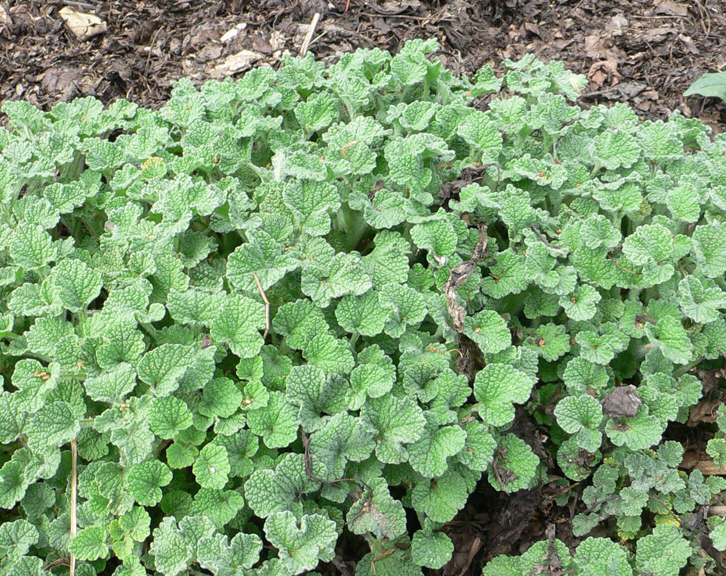 Horehound Seeds – Marrubium vulgare Seeds – Easy to Grow! – Multiple Quantities