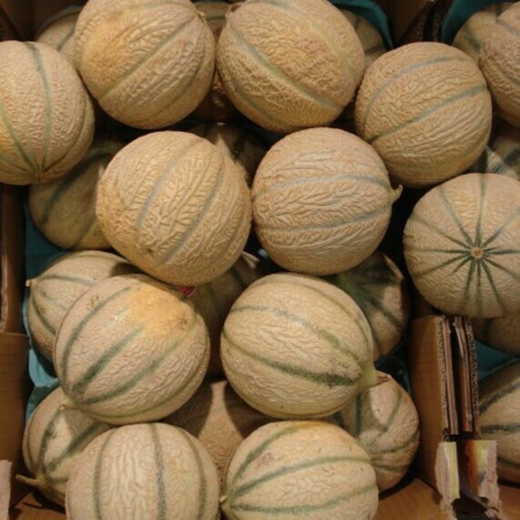 Minnesota Midget Melon Seeds