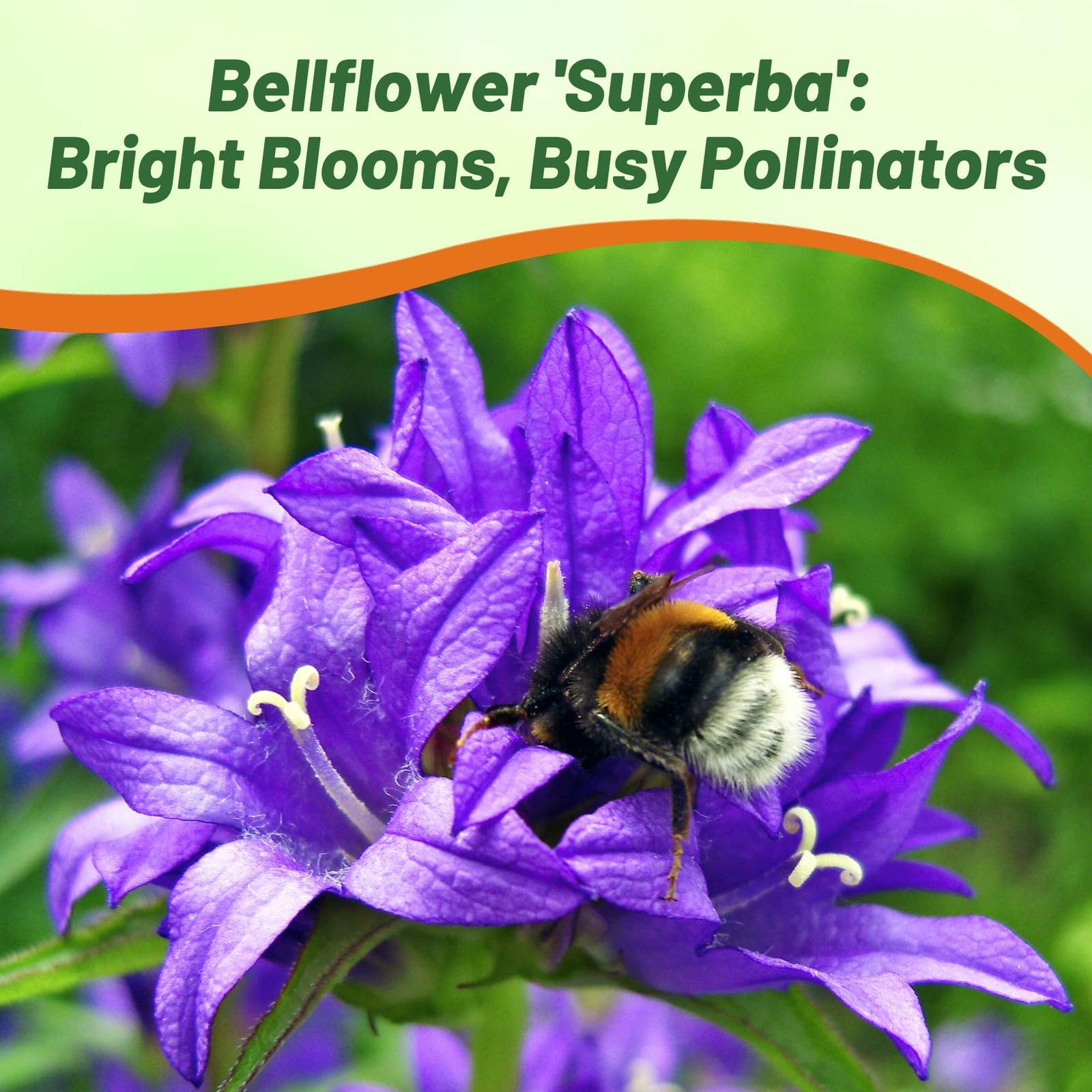 1000 Seeds Bellflower Seed – Bellflower Superba Perennial Flower Seeds