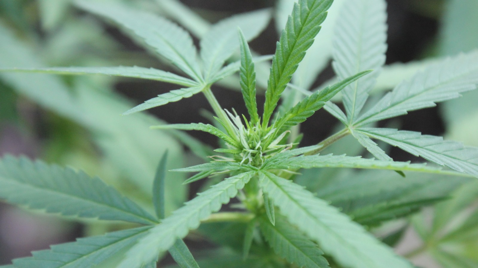 Eighth Brother “Blackberry Kush” – Unfeminized Seed Pack 10-15 Seeds