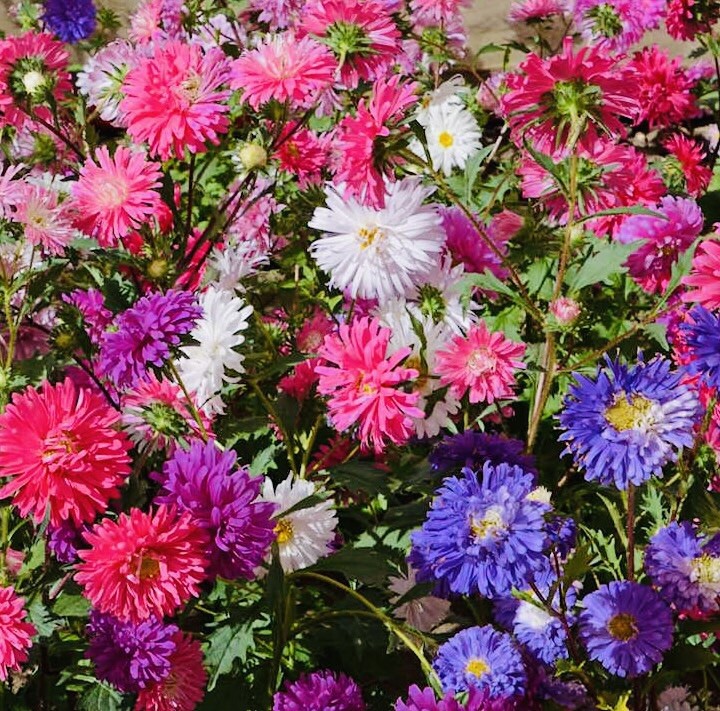 ASTER CREGO GIANT MIX FLOWER SEEDS FRESH HARVEST NON GMO FREE SHIPPING