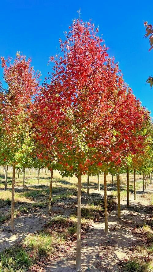 Trident Maple Tree | Premium Seeds | Acer buergerianum ‘Summer’ | Plants’®