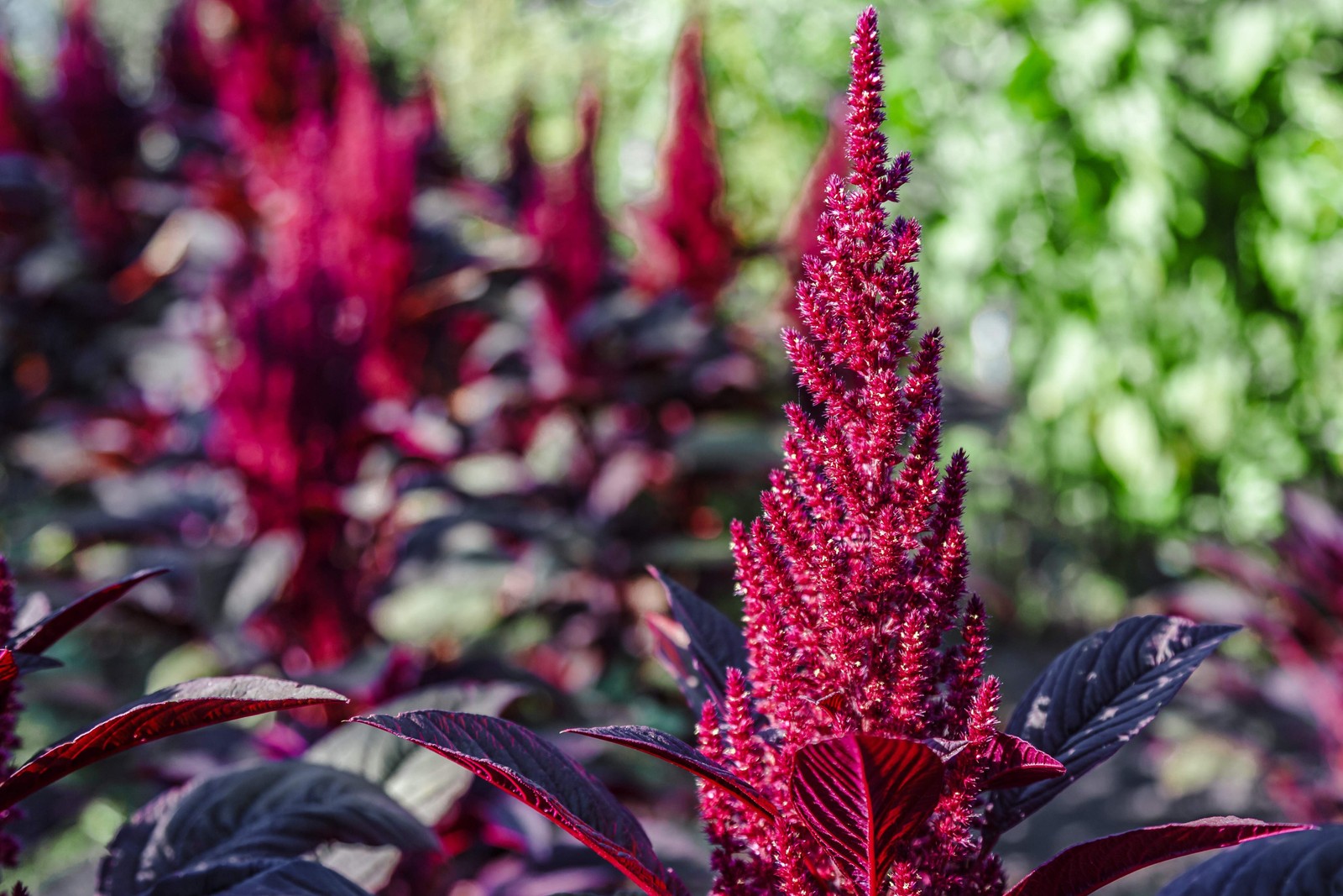 250 BURGUNDY AMARANTHUS Hypochondriacus Amaranth Grain Vegetable Flower Seeds