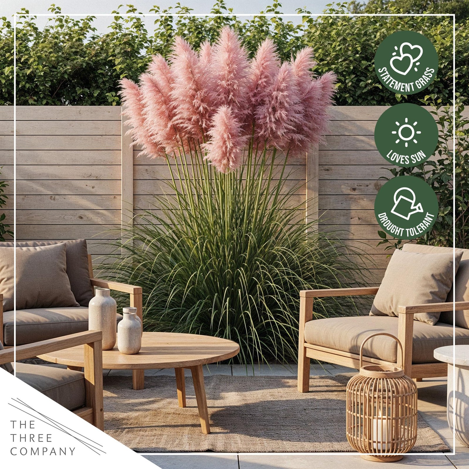 Pink Pampas Grass 10″ Tall Perennial Accent Plant in 1.5 Qt Pot