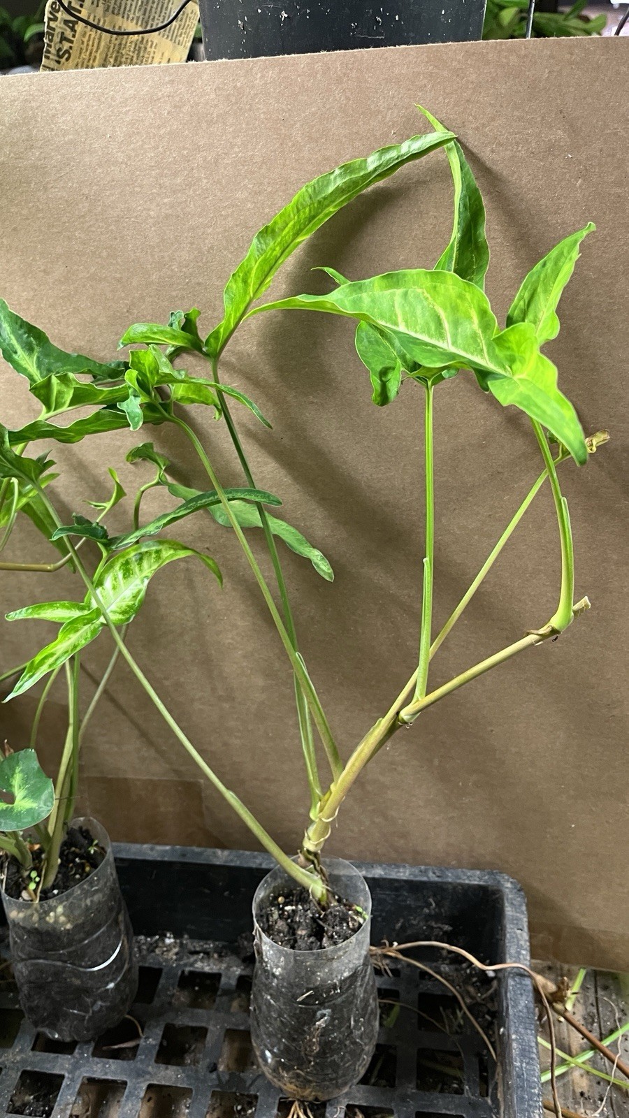 Syngonium Podophyllum Variegated deep cut arrow head plant.