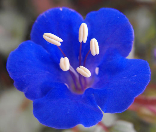 CALIFORNIA BLUEBELL Phacelia Campanularia – 1,200 Bulk Seeds