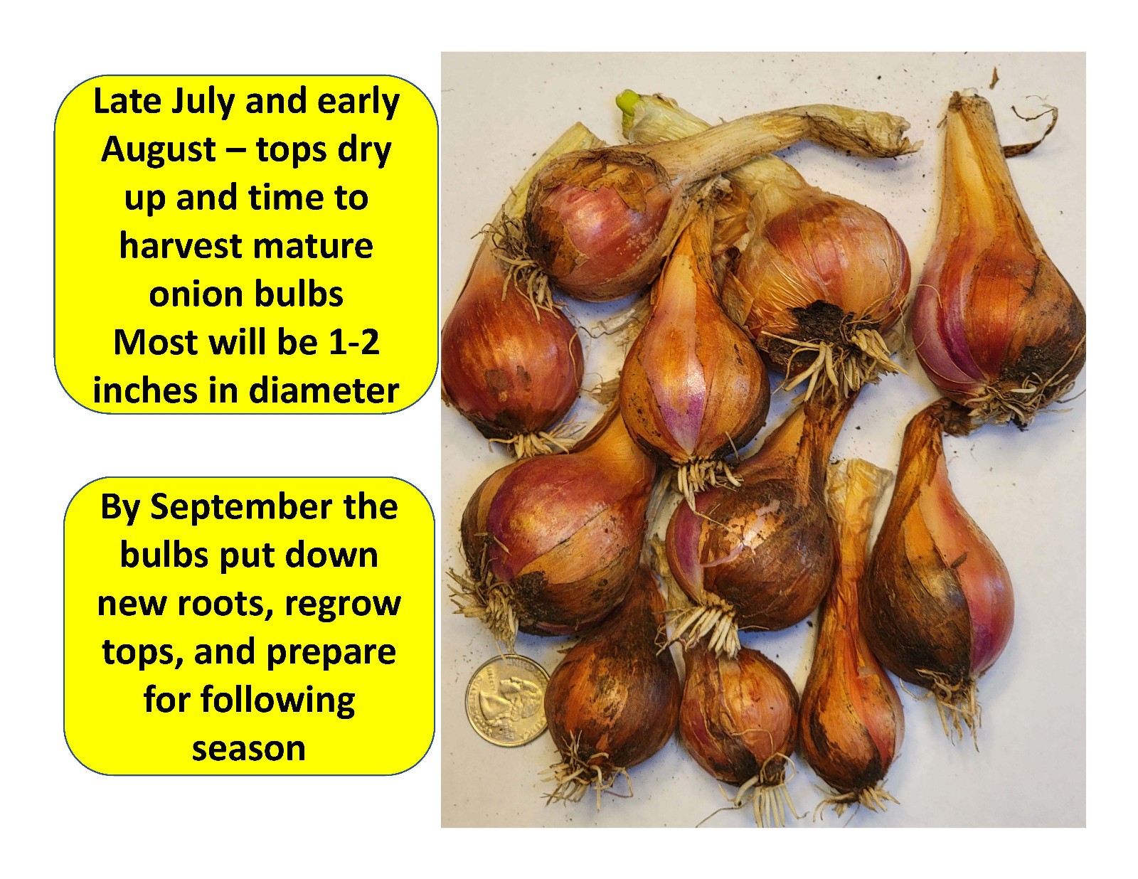 Egyptian Walking Onion PLANTS Grown in chemical free soil; FREE SHIPPING
