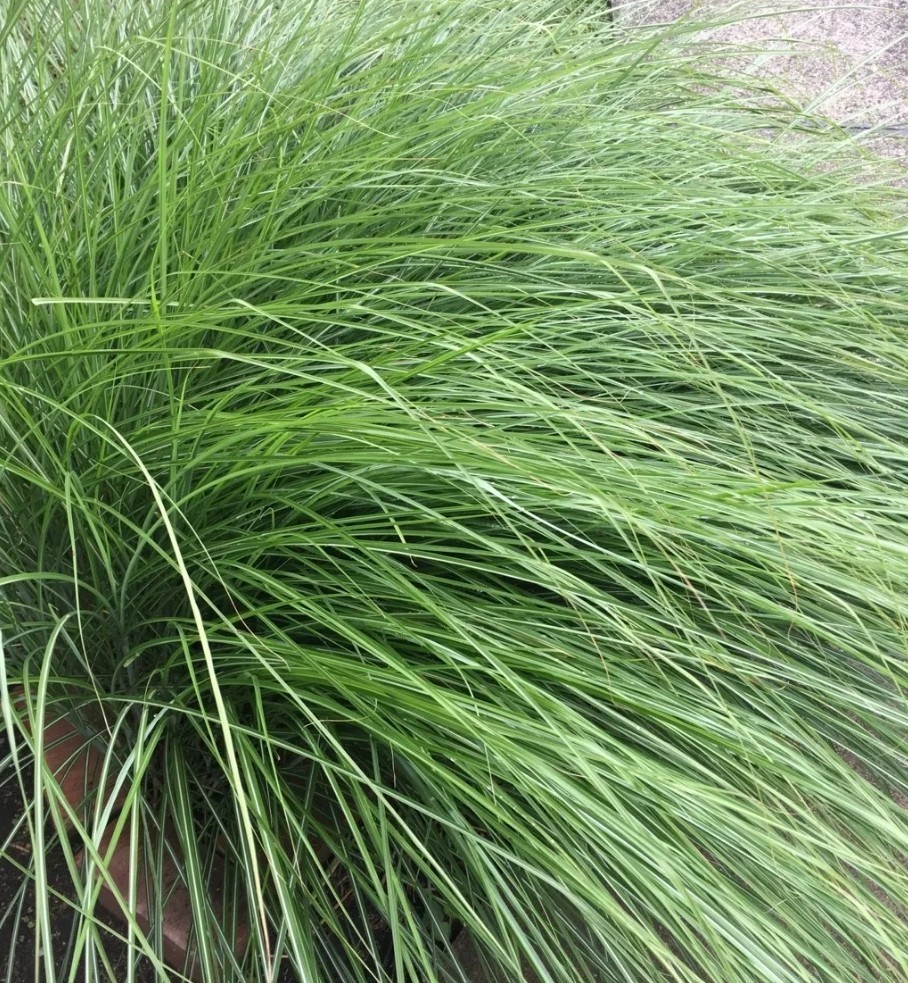 1500+ Weeping Love Grass Seeds **Fresh Seeds** ~~Free Shipping~~