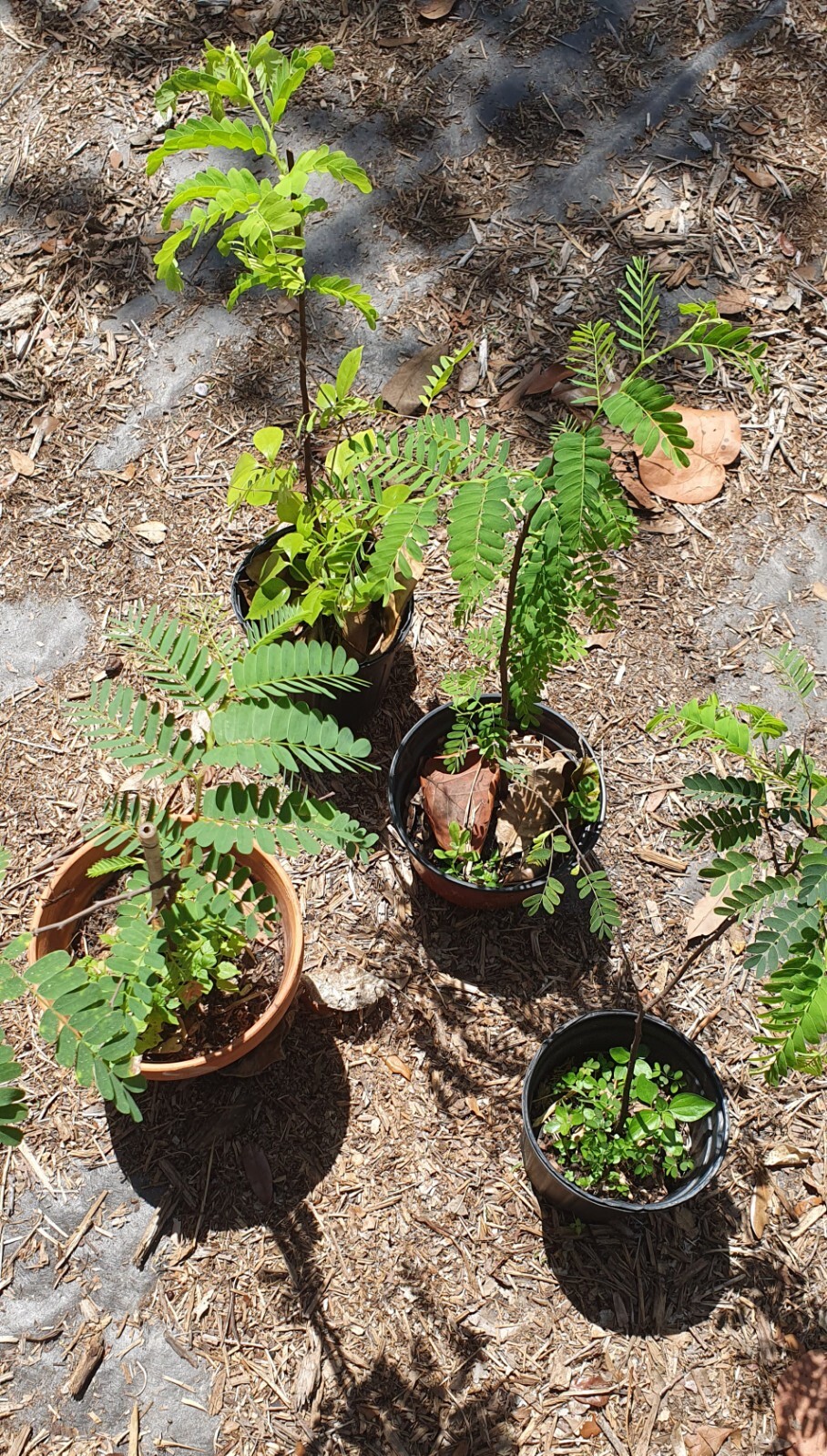 Tamarind seedling, sweet variety, Tamarindus Indica, 24″ + seedlings.