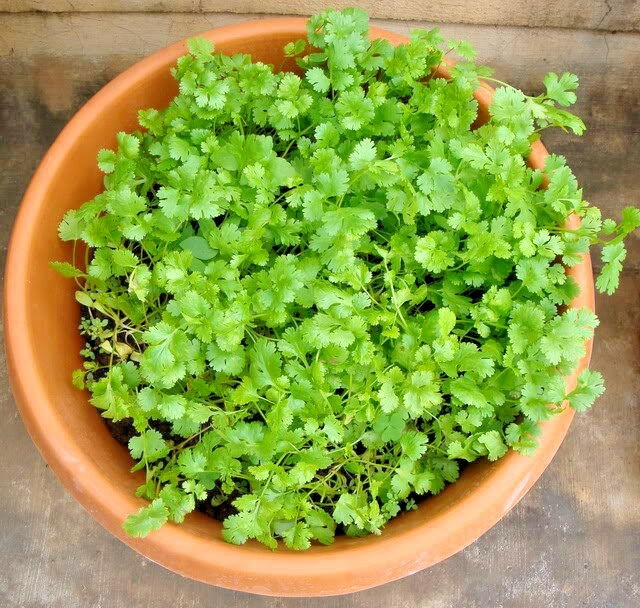 60+CILANTRO Seeds Coriander Salsa Tex Mex Kitchen Summer Garden Container Herb
