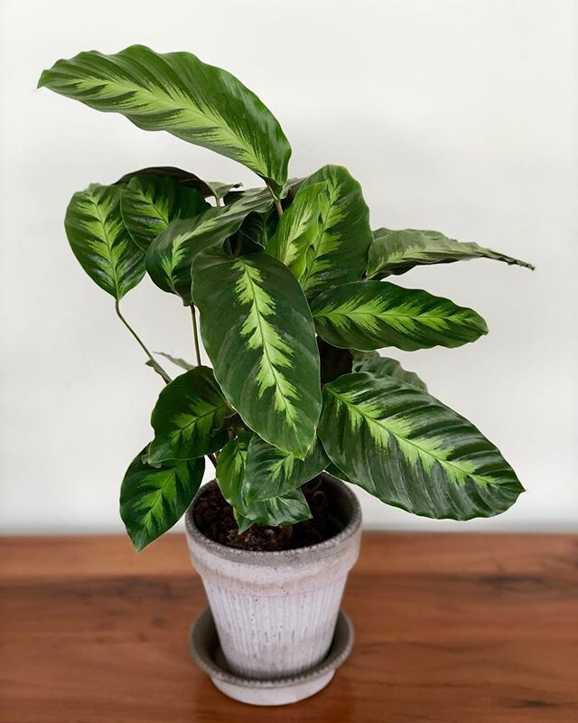25+ Misto Calathea Seeds for Garden Planting – USA – FREE SHIPPING!