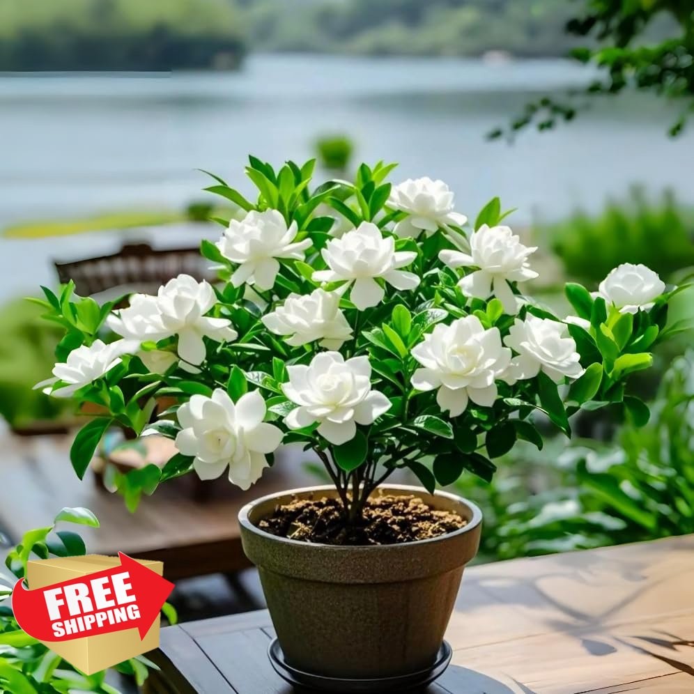 Gardenia Seeds – 300pcs Fragrant Flower, Non-GMO, High Germination, Planting