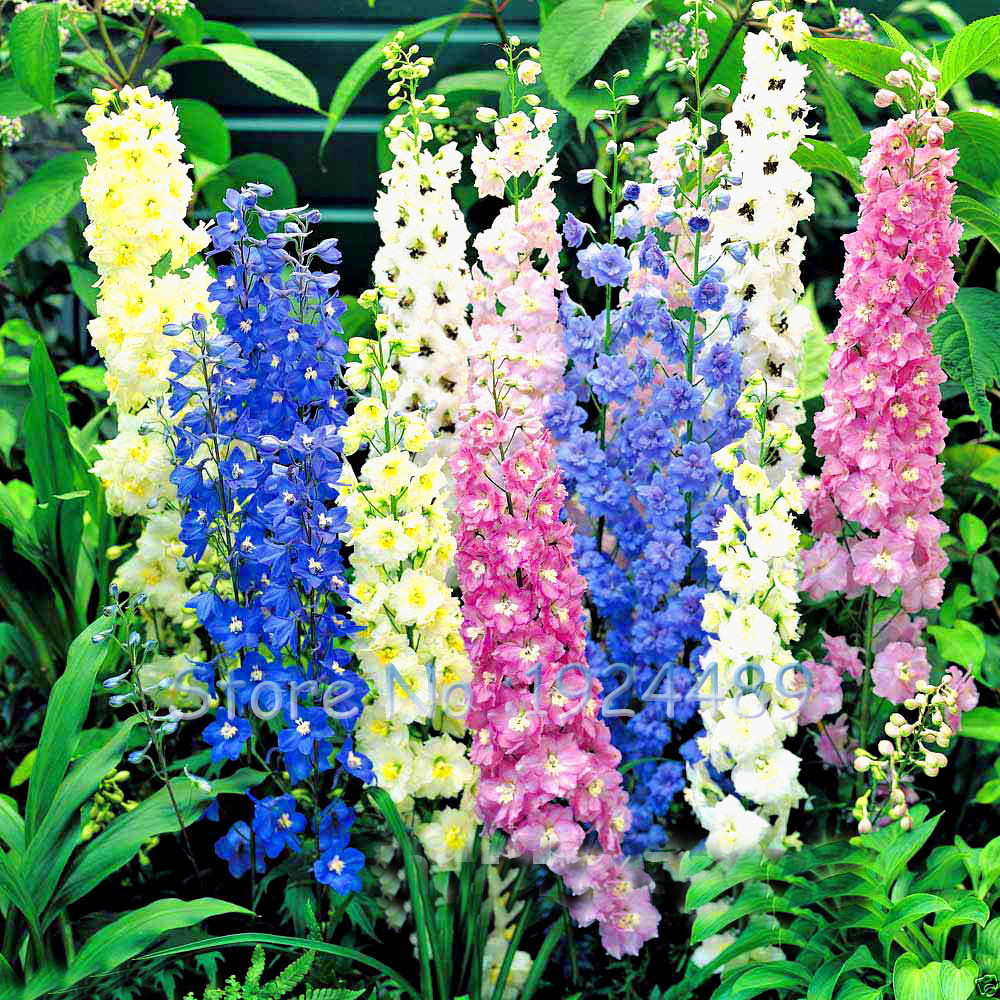 601+LARKSPUR Rocket IMPERIAL Mix Seeds Native Wildflower Cut Flowers Pollinators