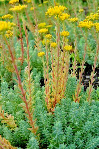 SEDUM BLUE SPRUCE 200 SEEDS, HARDY SEDUM, YELLOW FLOWERS IN SUMMER, EZ TO GROW.