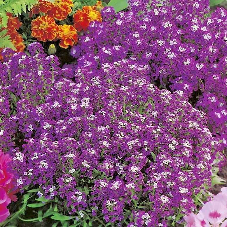 1001+ROYAL CARPET SWEET ALYSSUM Flower Seeds Drought Heat Groundcover Baskets