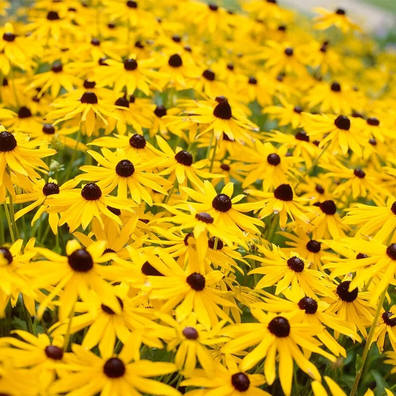 50pcs/Pack 10 Species Mix Variety Pack Sunflower Seeds Unique and Varied Garden
