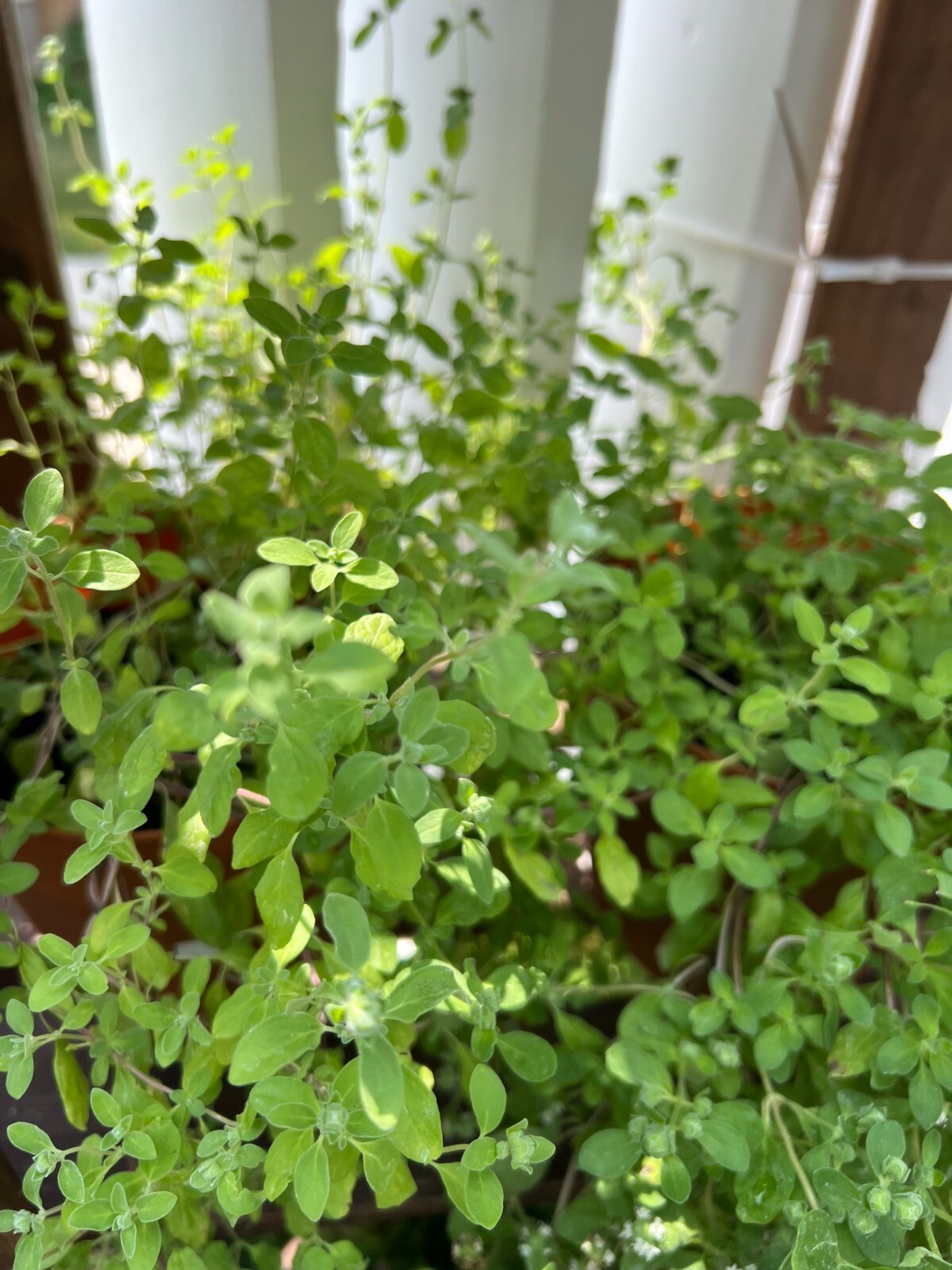 100 mg Italian White Flower Oregano – NON-GMO – Free Shipping