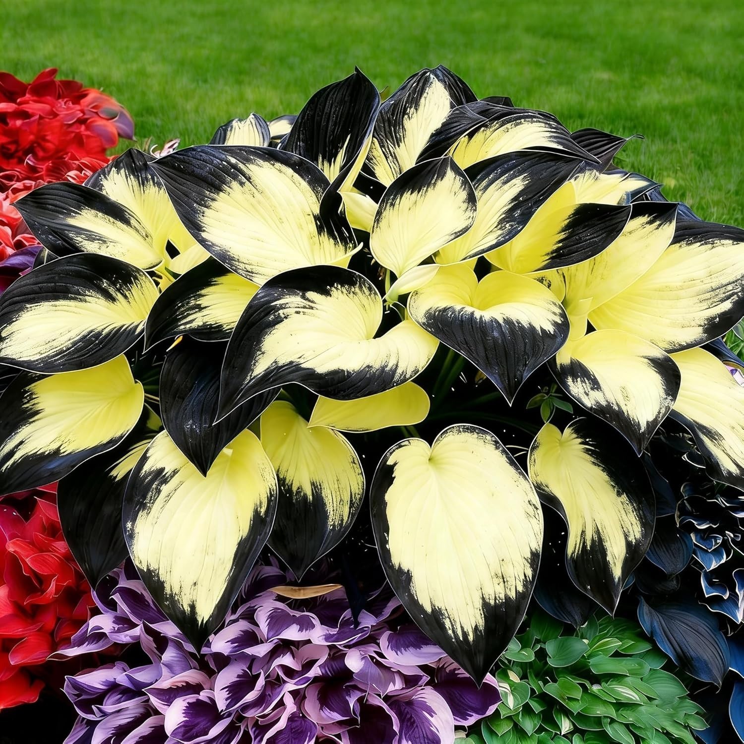 Hosta Seeds, 290+ Blue Purple Red Hosta Seeds, Multi-Use Landscaping, Perennial.