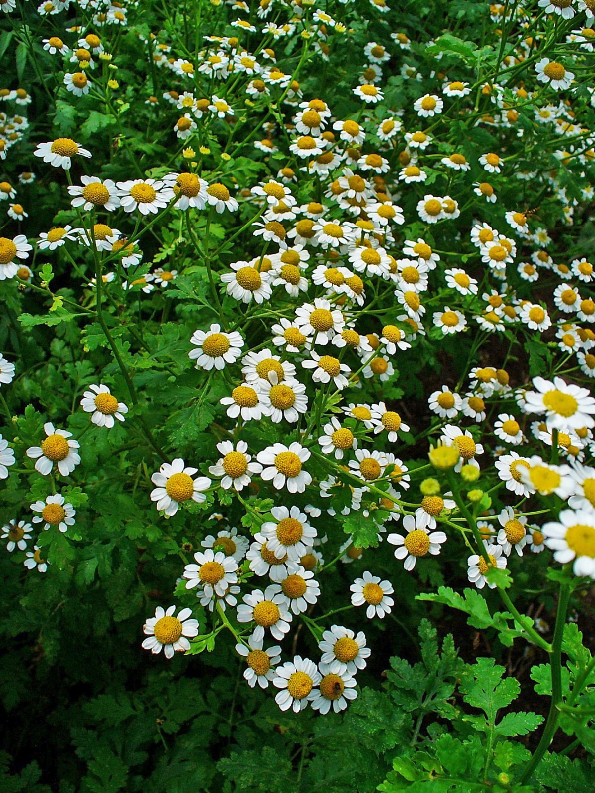 1,000 Tanacetum Parthenium Seeds – Feverfew Seeds – Medicinal Plant – Herb