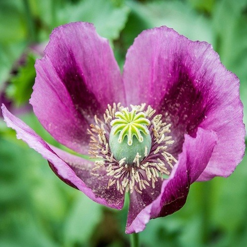Heirloom Hungarian Blue Breadseed Poppy Seeds | Stratified Papavaer somniferum