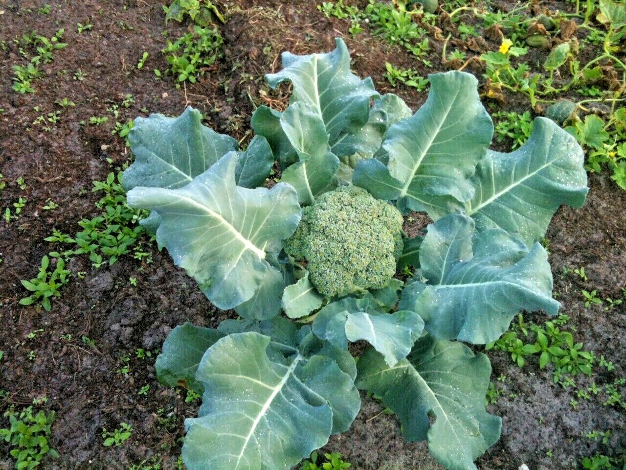 301+Waltham 29 BROCCOLI Seeds Organic Heirloom Cool Season Vegetable Garden Easy