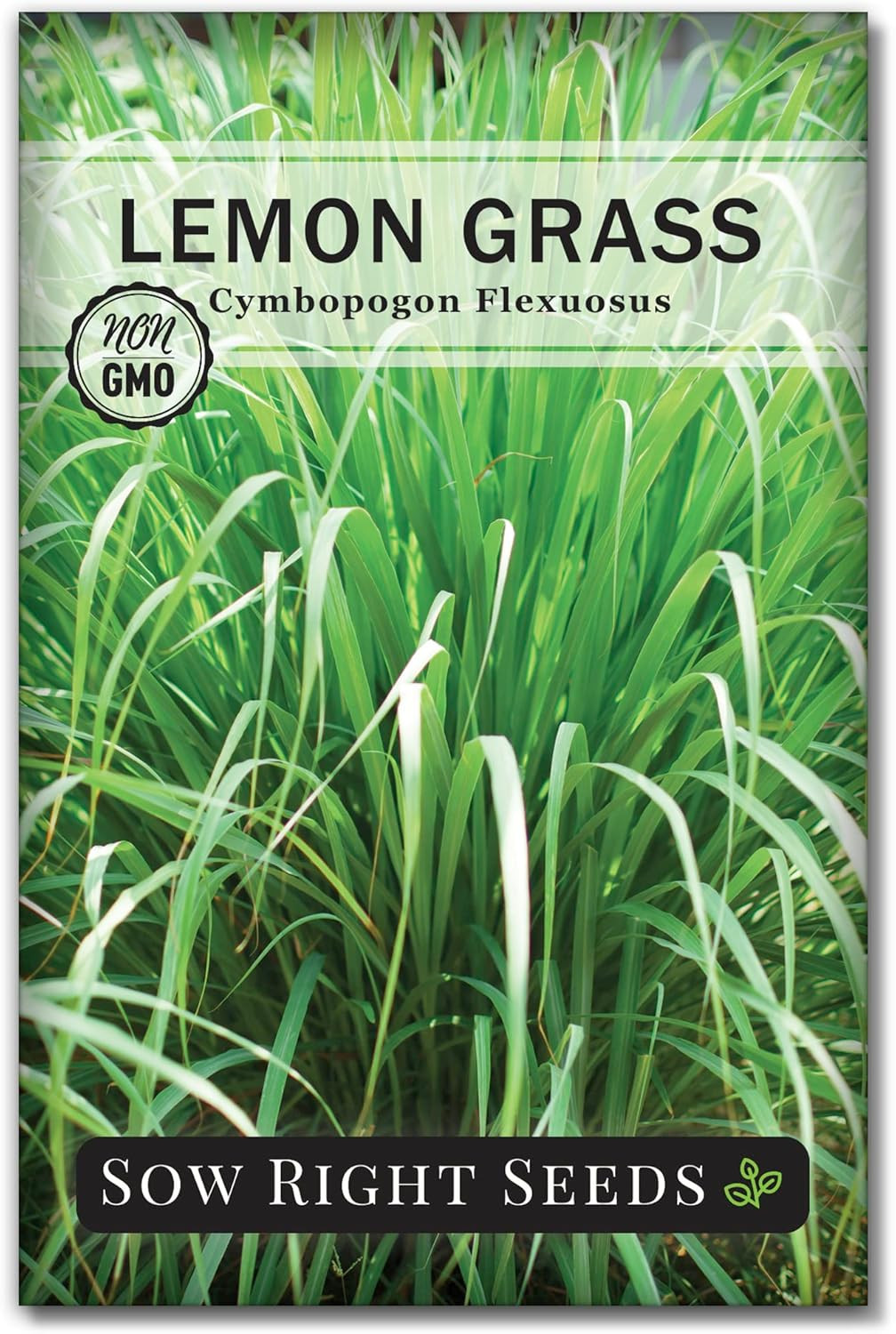 – Lemon Grass Seeds for Planting – Non-Gmo Heirloom – East Indian – Mosquito Rep