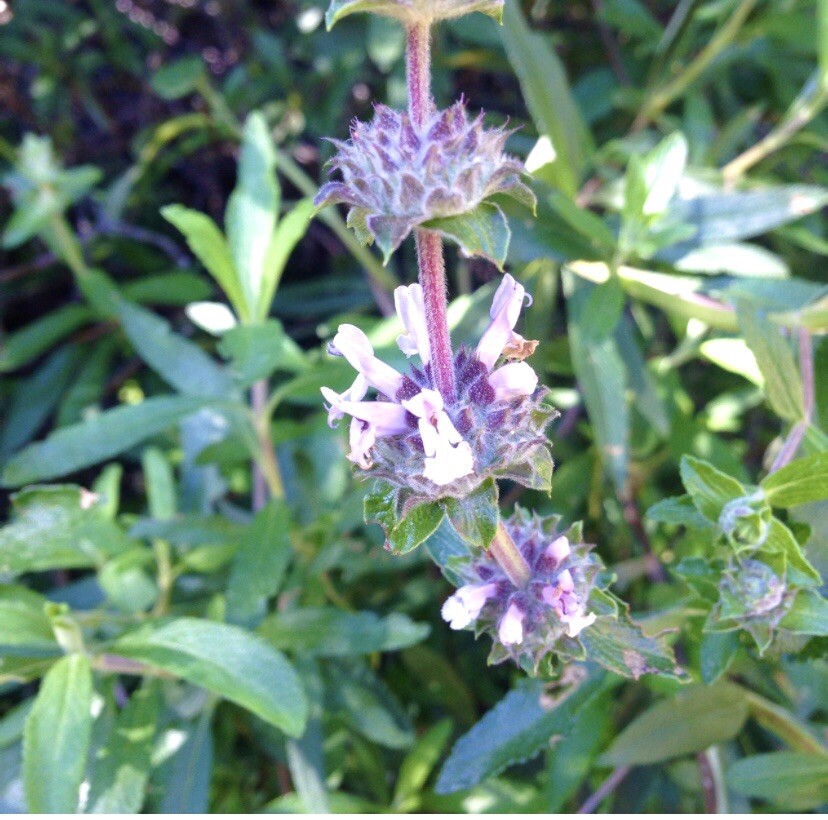 Black Sage/ Salvia Mellifera 100+ Seeds 2023 – USA