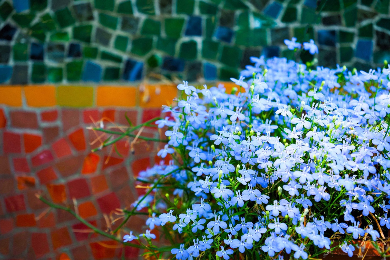 200 SKY BLUE LOBELIA Regatta Lobelia Erinus Flower Seeds