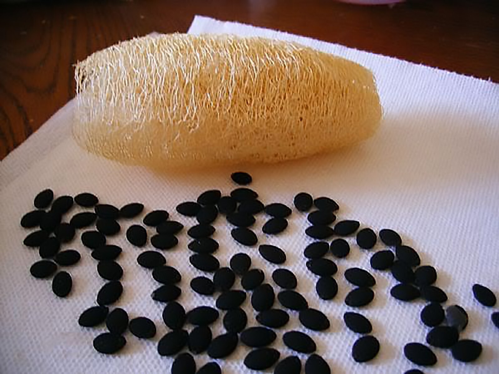 Smooth Loofah, Luffa aegyptiaca, Seeds