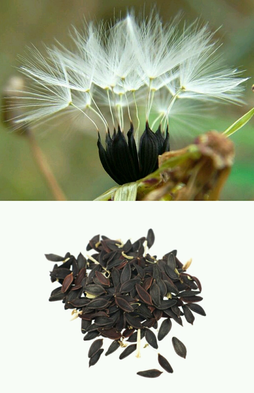 25+ Wild Lettuce Seeds (Lactuca virosa) Packed for 2021 *Free US Shipping*