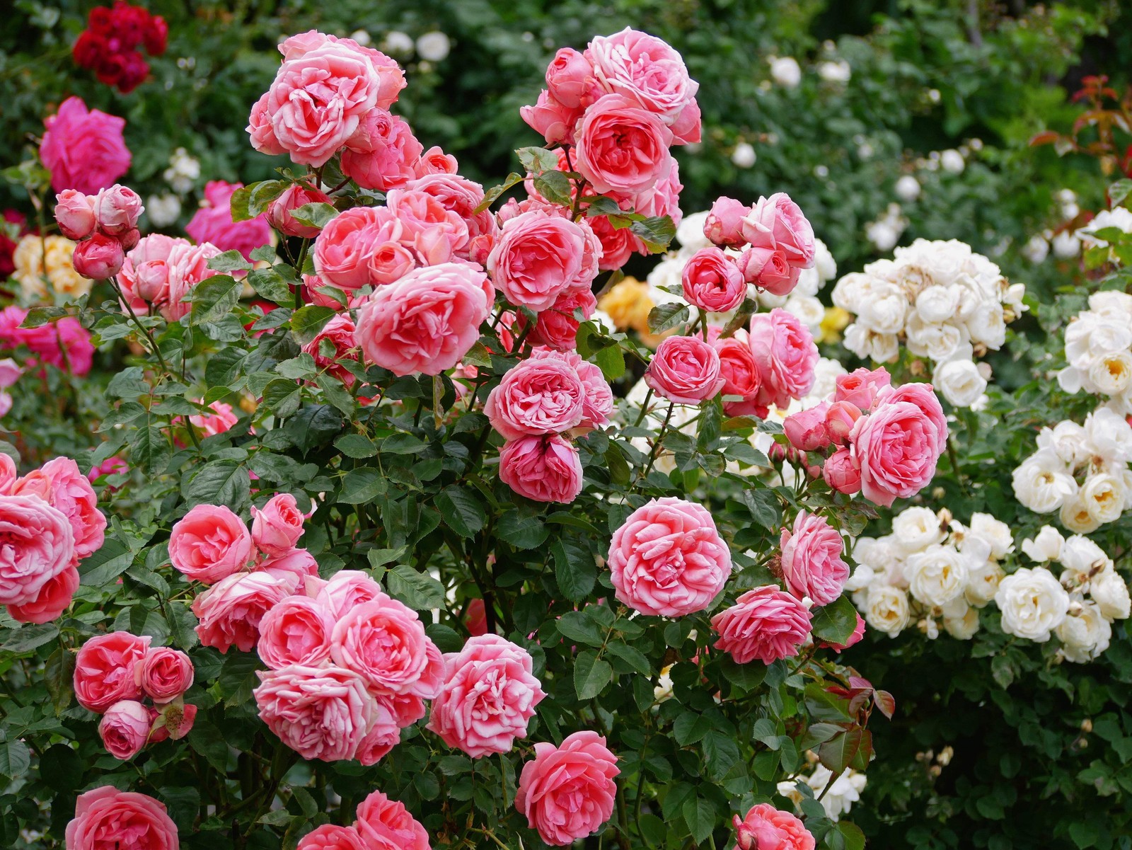 5 PINK ROSE Rosa Bush Shrub Perennial Flower Seeds *Flat S/H