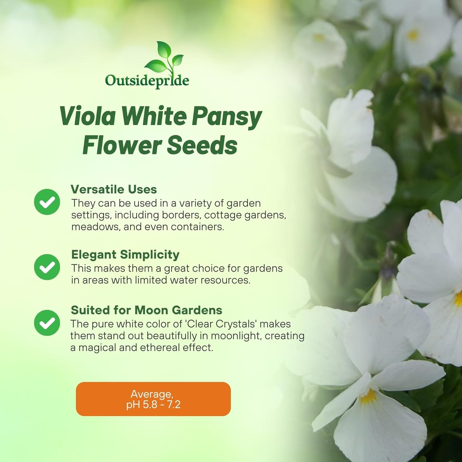 2000 Seeds Pansy Seeds – Clear Crystal White Flower Seed
