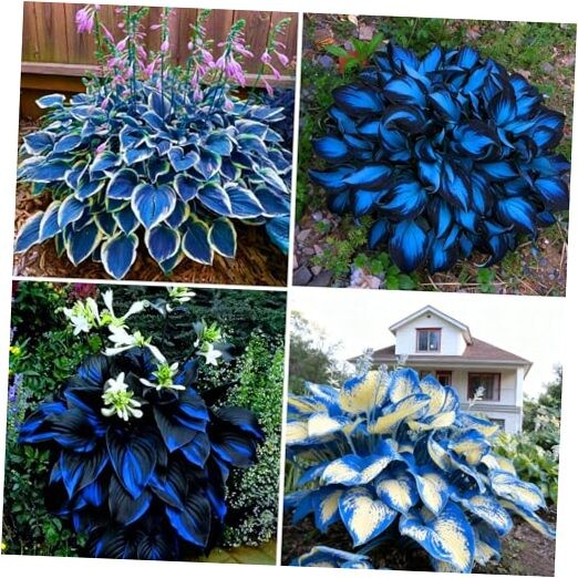 Hosta Seeds for Planting, 290+pcs Rare Perennial Hosta Flower Seeds, Non multi