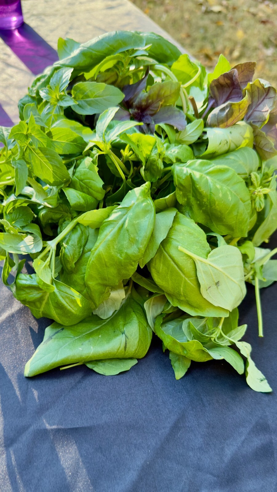 Two Pounds of Fresh Basil – Five Different Varieties