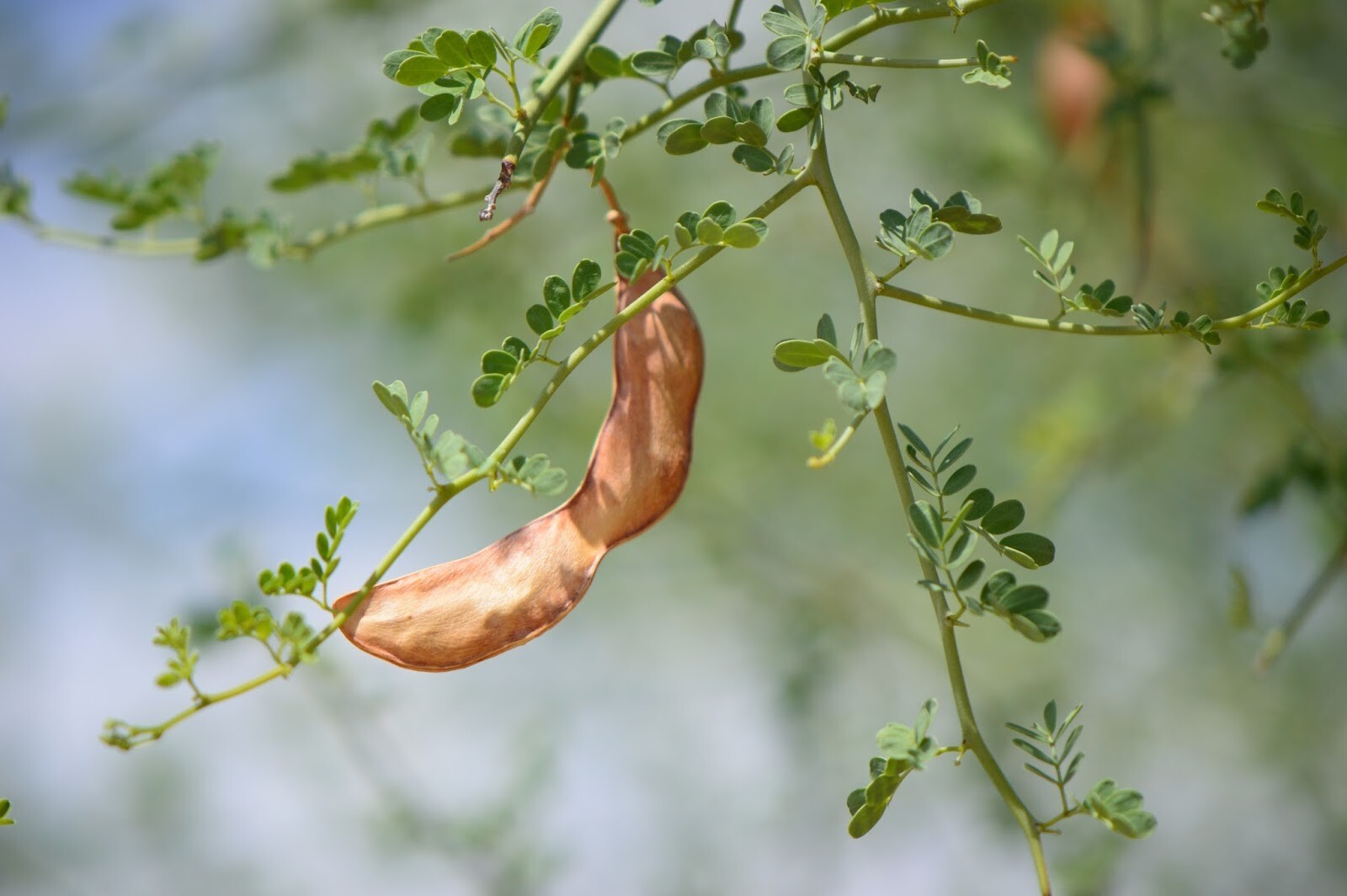25 Seeds, Parkinsonia Forida, Blue Palo Verde, Green Trunk