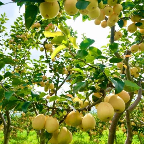 35+pcs Perennial Pear Fruits Tree Seeds for Planting Outdoor