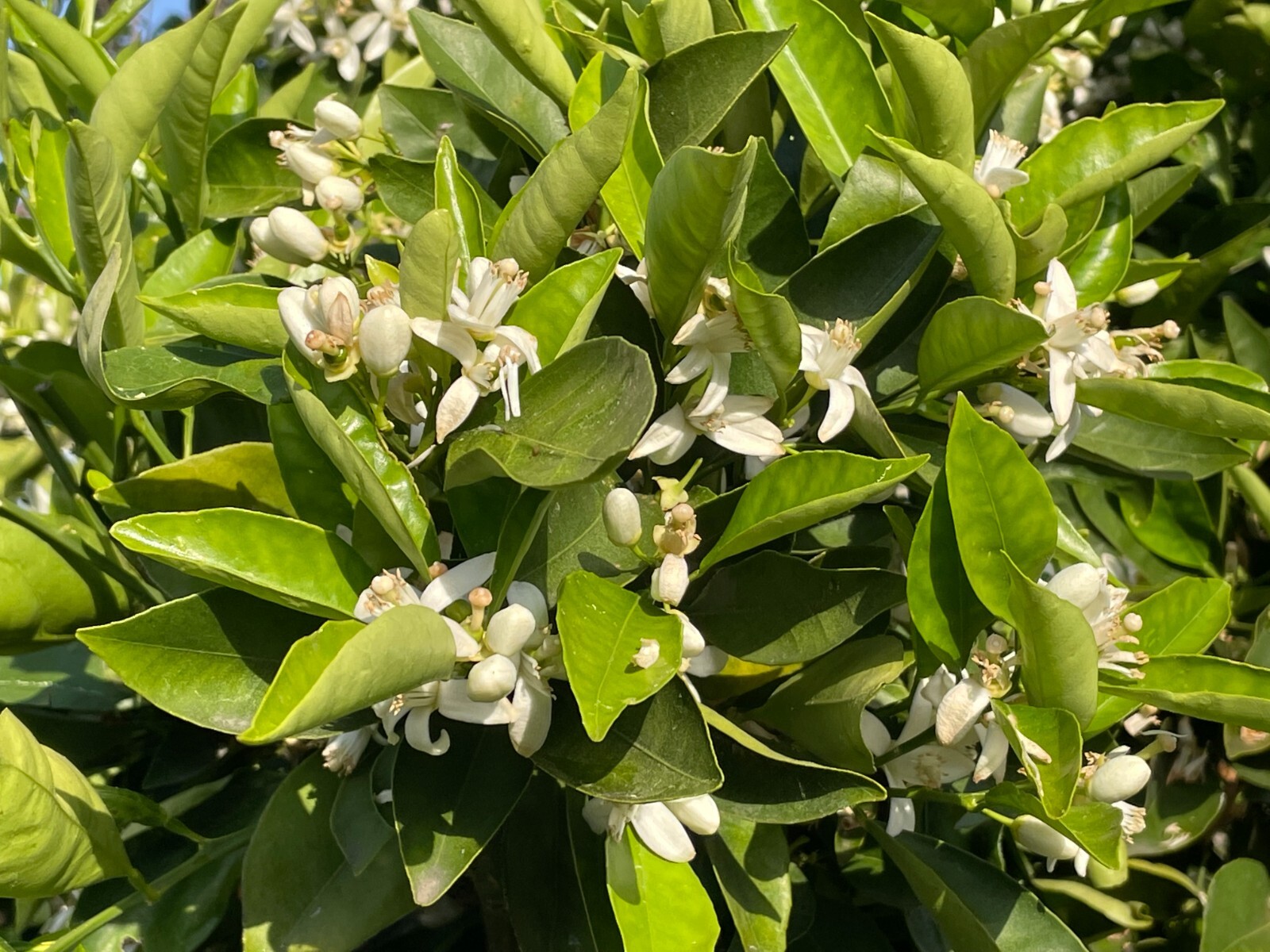 1 Ruby Valencia’ Sweet Orange Tree, Cuttings Rooted Orange Tree