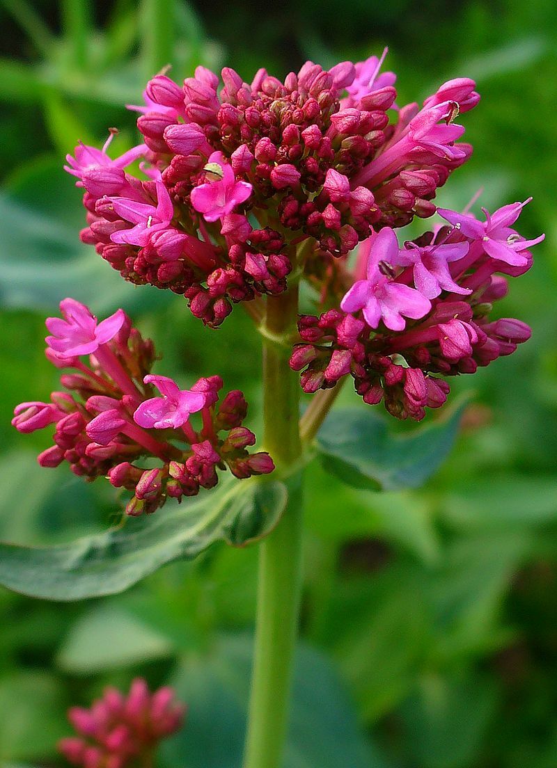 RED VALERIAN, 100 SEEDS, RED, CENTRANTHUS RUBER, JUPITERS BEARD