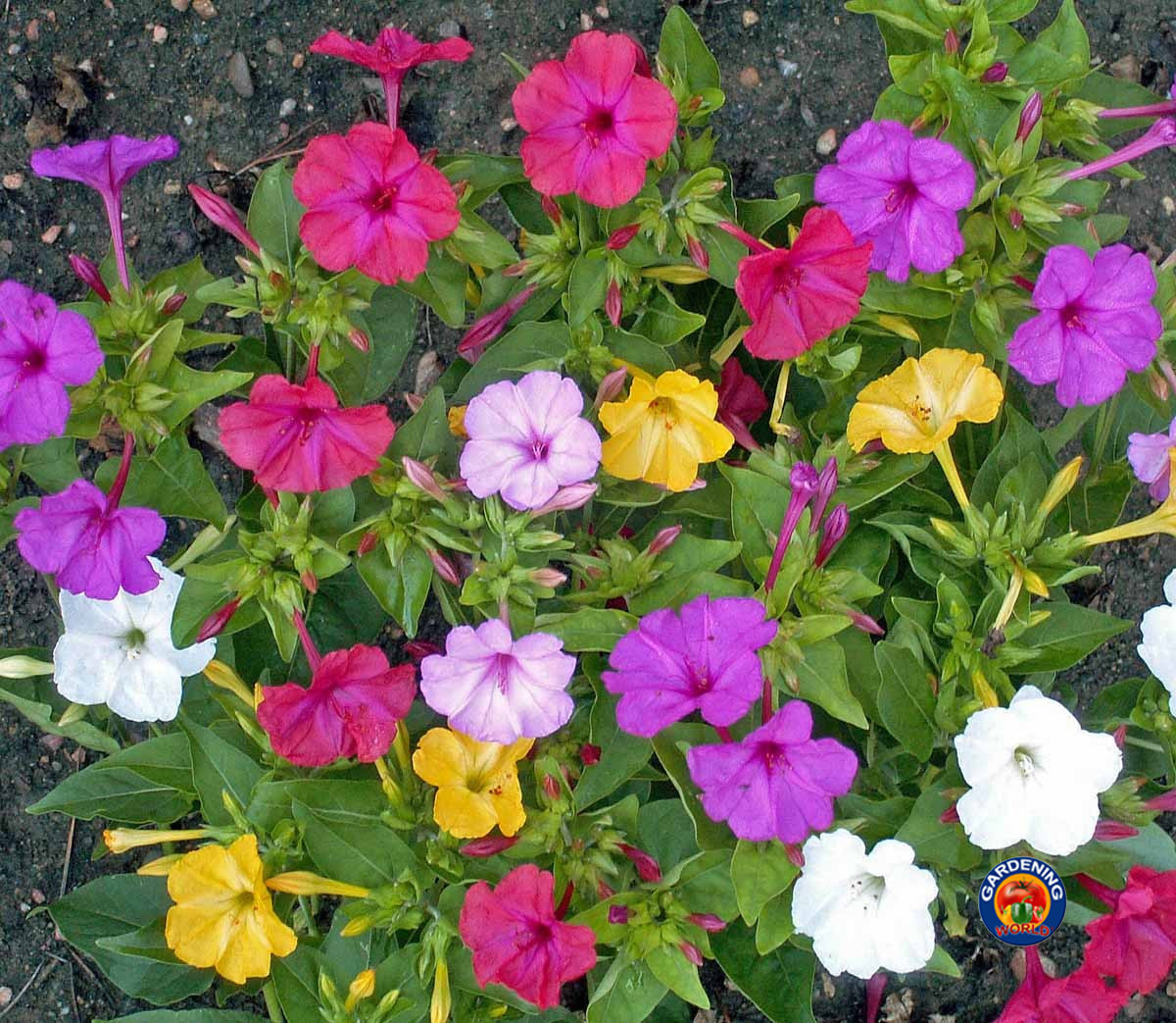 100 Four O’Clock Formula Mix Flower Seeds Mirabilis jalapa