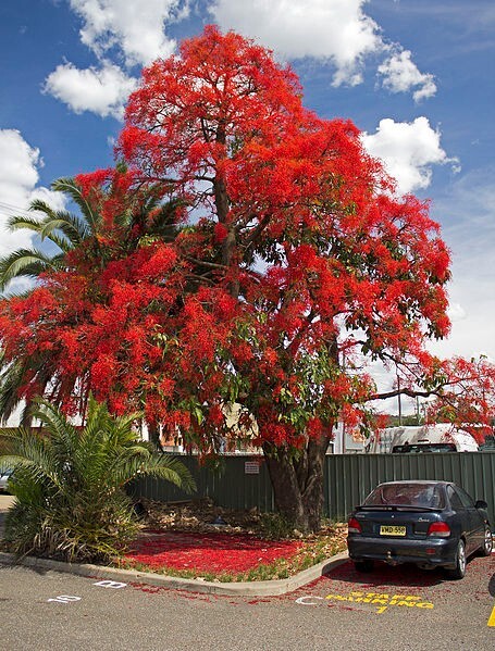 Brachychiton Acerifolius 7 Seeds, Illawarra Flame Tree, Flowering Kurrajong