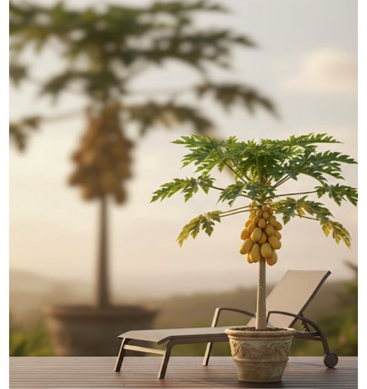 🌴Hawaiian ❗️Dwarf Solo Waimanalo Papaya Seeds 10ct Fast Fruit Houseplant