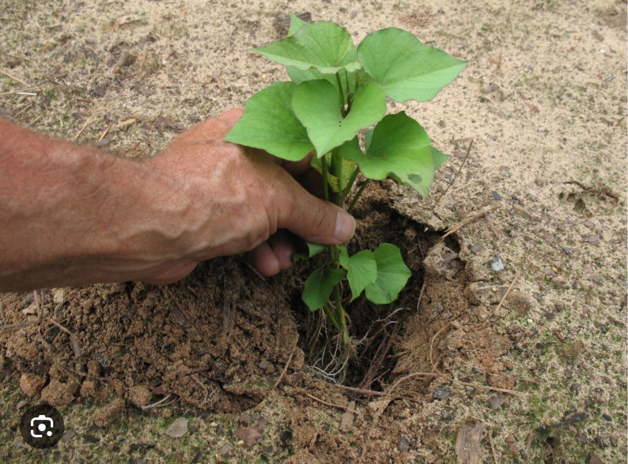 10 Purple Molokai Sweet Potato Slips/ Cuttings / Molokai Sweet Potato Slips
